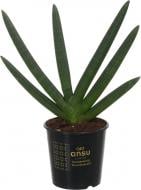 Растение Сансеверия 09х20 см сортовая