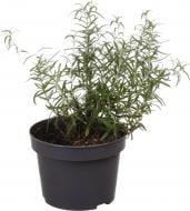 Рослина кімнатна Розмарин 14//25 Рослина кімнатна Розмарин 14//25