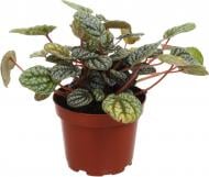 Рослина кімнатна Пеперомія сортова 11x20 см