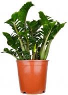 Рослина кімнатна Заміокулькас 21/80 занзі