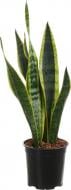 Растение Сансевиерия d15