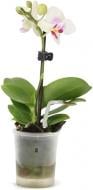 Растение Фаленопсис 1 ствол мини d5 h15