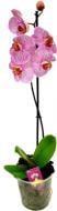 Растение Фаленопсис 1 ствол d12 h40 + A2