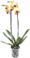 Растение Фаленопсис 2 ствола d12 h60 +