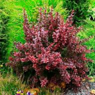 Растение Барбарис Tунберга Atropurpurea (С3 Н40-60)