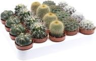 Растение Кактус mix d8 h10 Растение Кактус mix d8 h10