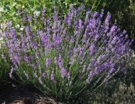 Растение Лаванда узколистная Dwarf Blue (Р9)