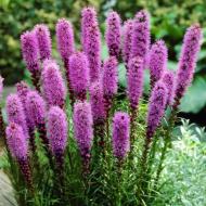 Растение Лиатрис колосовый Floristan Violet (С1)