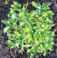 Растение Очиток виден Variegata (С2)
