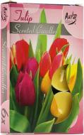 Набір свічок ароматичних Bispol Тюльпан