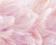 Фотообои De-Cors Мягкие перья 70314 265x200 см 5,3 кв.м