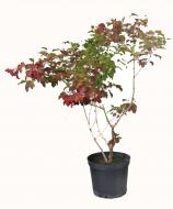 Саджанець MegaPlant Калина звичайна С5 Саджанець MegaPlant Калина звичайна С5