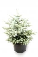 Саджанець MegaPlant Ялина блакитна 60-80 см С25