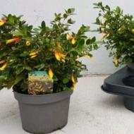 Растение Якобиния 13x30 Anita Растение Якобиния 13x30 Anita