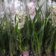 Растение Цимбидиум (орхидея) 12х40 микс