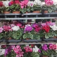 Растение Цикламен 13x25 махровый микс Растение Цикламен 13x25 махровый микс