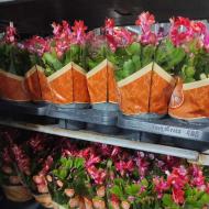 Растение Шлюмбергера 13х30 микс