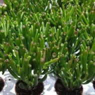 Растение Крассула 7х17 Hobbit