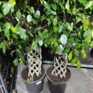 Растение Фикус бенджамина 31х130 Exotica ствол заплетен решеткой Растение Фикус бенджамина 31х130 Exotica ствол заплетен решеткой