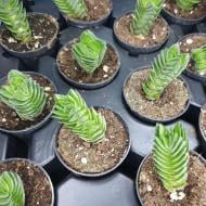 Растение Крассула 6х11 Buddhas