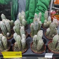 Рослина Кактус 8х15 pilosocereus pachycladus glauca