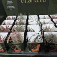 Растение Тилландсия 6х10 микс в терракотовых кашпо