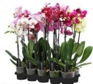 Рослина Фаленопсис (орхідея) 12х70 2 стовбури мікс А2 (Ter Laak Orchids)