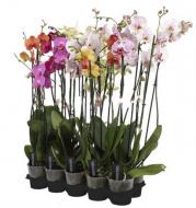 Рослина Фаленопсис (орхідея) 12х80 1 стовбур мікс А2 (Ter Laak Orchids)