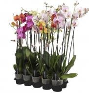 Растение Фаленопсис (орхидея) 12х80 2 ствола микс А2 (Ter Laak Orchids)