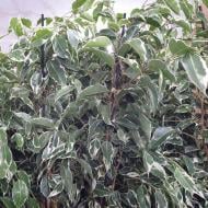 Растение Фикус бенджамина 14*50 Twilight