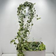 Растение Хедера 17*100 Goldchild в подвесе