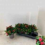 Растение Эуфорбия миля (молочай) 13х20 красная