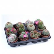 Растение Кактус 08х10 Mammalaria