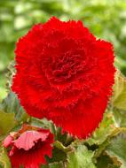 Клубень TUBERBULB Export B.V. бегонии фимбриаты красной 1 шт.