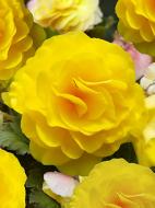 Клубень TUBERBULB Export B.V. бегонии махровой желтой 1 шт.