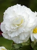 Клубень TUBERBULB Export B.V. бегонии фимбриаты белой 1 шт.