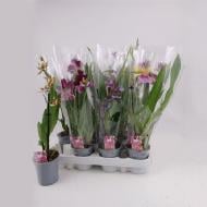Растение Орхидеи 9*25 микс