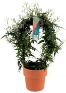 Растение декоративное Жасмин Polyanthum d12/h30