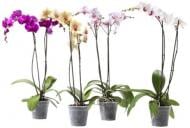 Растение Фаленопсис (орхидея) 12*20-45 1-2-3 ствола микс (Opti-flor)