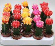 Рослина Кактус 8х20 Gymnocalycium квітучий мікс