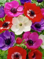 Коренебульба TUBERBULB Export B.V. анемони Де Каен суміш 5 шт.