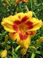 Кореневище Heemskerk Vasteplanten B.V. лілійника Блек Айд Сюзан 1 шт.