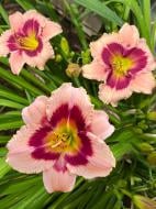 Кореневище Heemskerk Vasteplanten B.V. лілійника Вайнбері Кенді 1 шт.