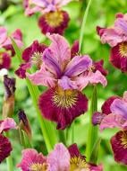 Корневище Heemskerk Vasteplanten B.V. ириса Мисс Эппл 1 шт.