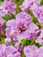 Кореневище Heemskerk Vasteplanten B.V. півника Пінк Парлейт 1 шт. Кореневище Heemskerk Vasteplanten B.V. півника Пінк Парлейт 1 шт.