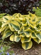 Корневище Heemskerk Vasteplanten B.V. хосты Отем Фрост 1 шт.