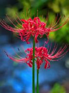 Цибулина TUBERBULB Export B.V. лікоріса 1 шт.