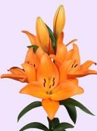 Луковица Амсонія Бі Ві лилии ЛА Бароло 1 шт. Луковица Амсонія Бі Ві лилии ЛА Бароло 1 шт.