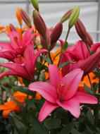 Луковица VWS EXPORT – IMPORT OF FLOWERBULBS B.V. лилии ЛА Занелла 1 шт.