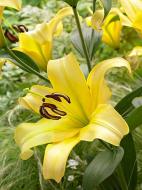 Луковица VWS EXPORT – IMPORT OF FLOWERBULBS B.V. лилии ОТ Еллоувин 1 шт.